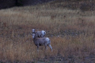 2 sheep on meadow